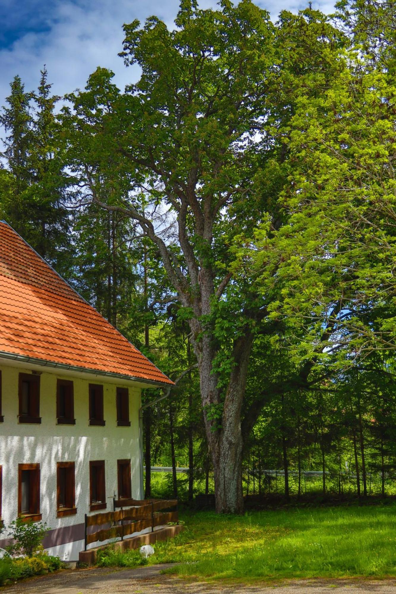 Country house Schwarzwald Escape *