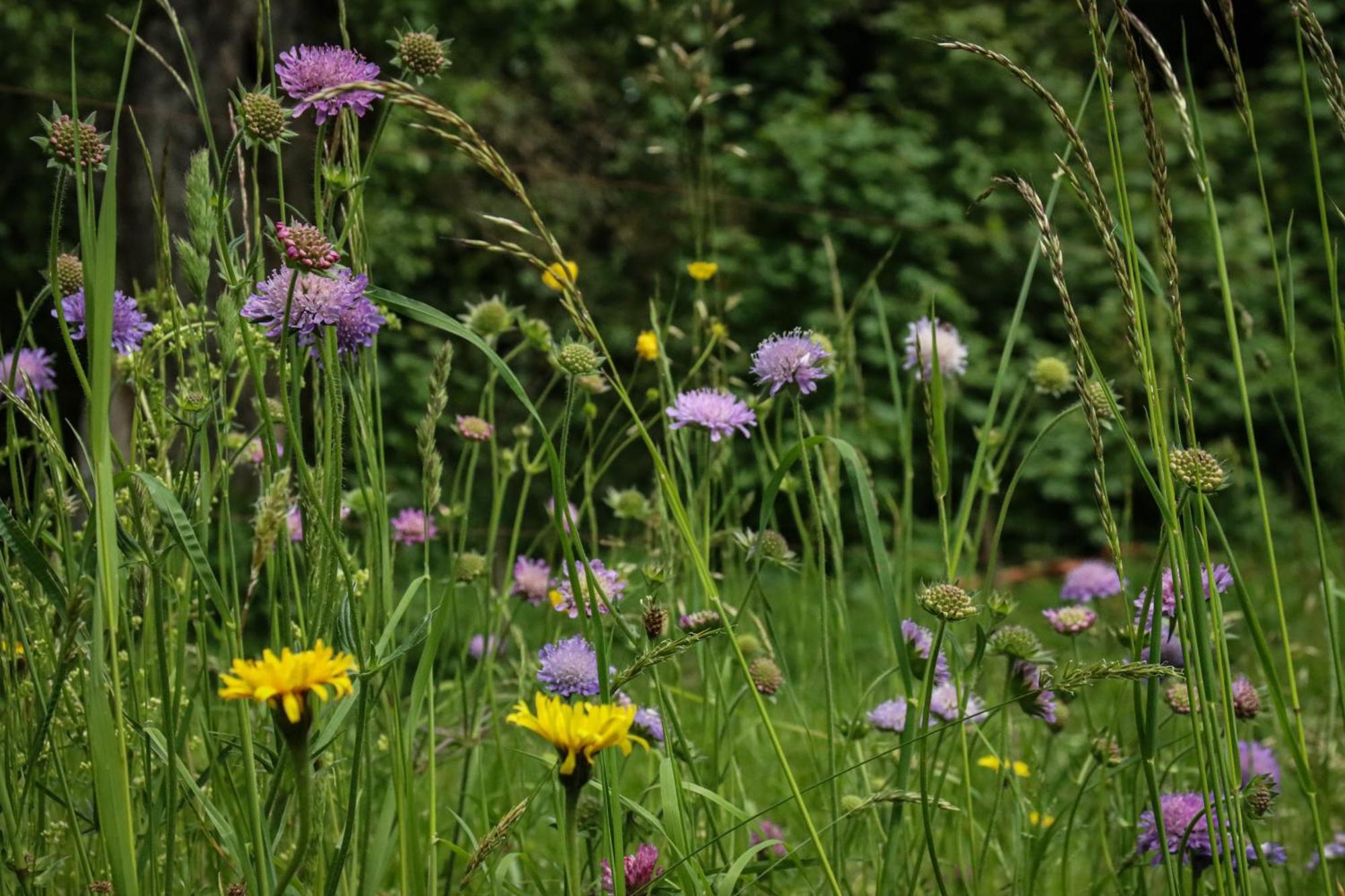 Country house Schwarzwald Escape Gorwihl
